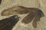 Fossil Leaf (Macginitiea & Lygodium) Plate - Insect Predation! #320789-2